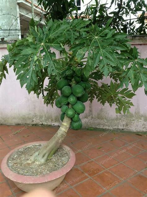 Tropical Organic Papaya Seeds Pack Of 20 - BestSeedsOnline.com - Free Shipping Worldwide