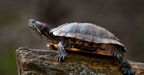 What Is The Size Of A Red Eared Slider Turtle?