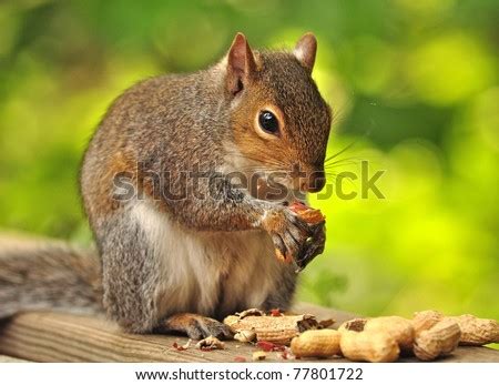 Squirrel Eating Peanuts Stock Photo 77801722 : Shutterstock