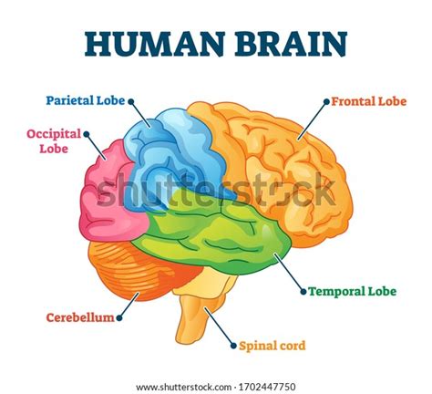 3,163 Brain Internal Structure Images, Stock Photos & Vectors | Shutterstock