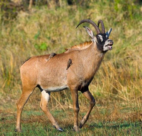 Portrait of Antelope with Beautiful Horns. Close-up. Botswana. Okavango Delta Stock Image ...