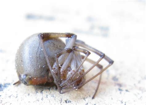 Latrodectus geometricus - Facts, Diet, Habitat & Pictures on Animalia.bio