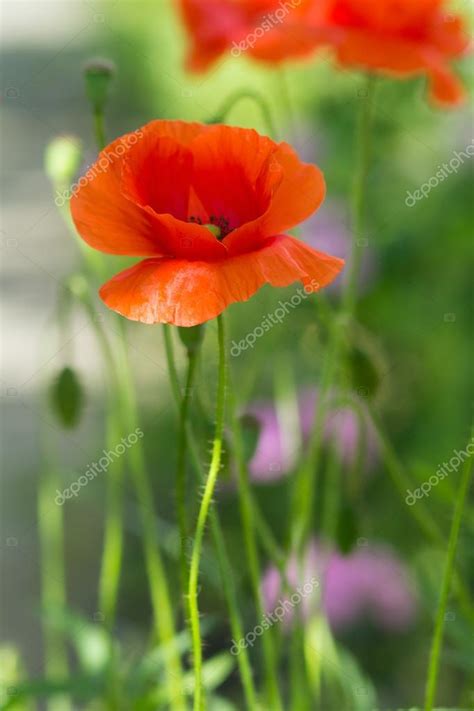 Red Poppy flower — Stock Photo © Druzenko #112772000