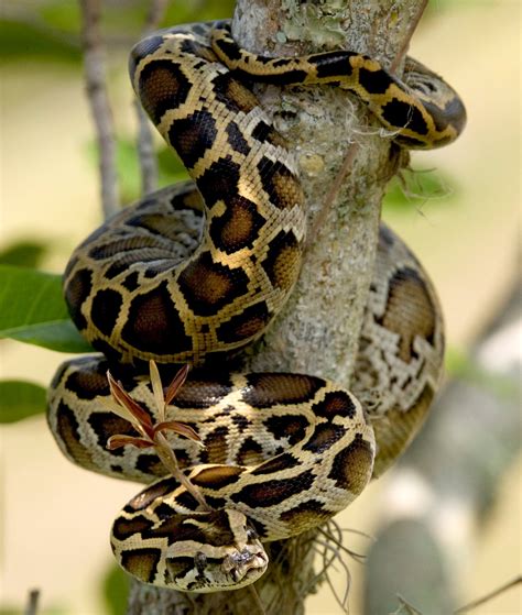 So What’s in a Burmese Python Anyway? (U.S. National Park Service)