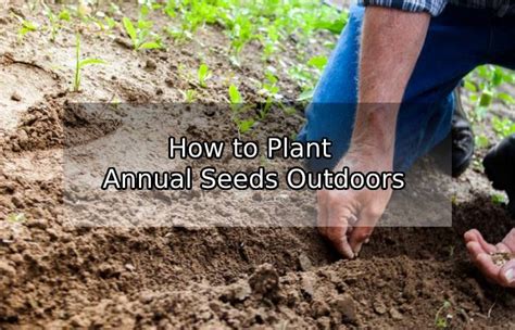 How to Plant Annual Seeds Outdoors - gardeningarea101.com