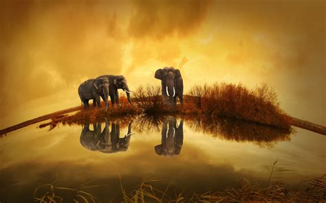 Elephants Wildlife River Thailand Wallpaper, HD Animals 4K Wallpapers ...