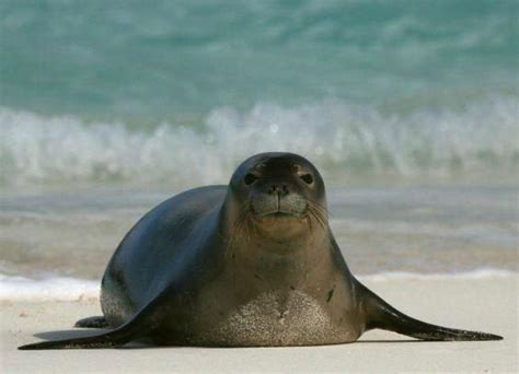 Hawaiian Monk Seal Facts | Hawaiian Monk Seal Habitat & Diet