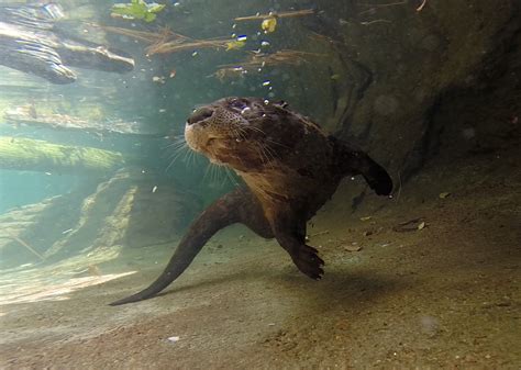 North American River Otter | Alexandria Zoo