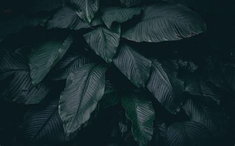 Dark Leaf Wallpapers - Top Free Dark Leaf Backgrounds - WallpaperAccess