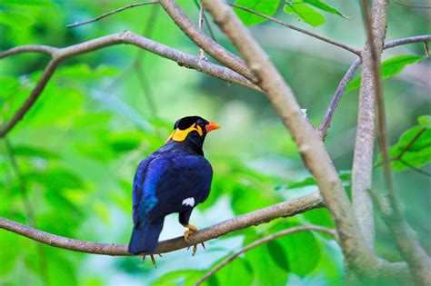 Oahu Birdwatching