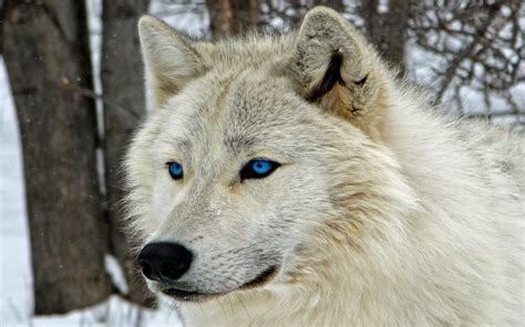 White Wolf with Blue Eyes Wallpapers - 4k, HD White Wolf with Blue Eyes Backgrounds on WallpaperBat