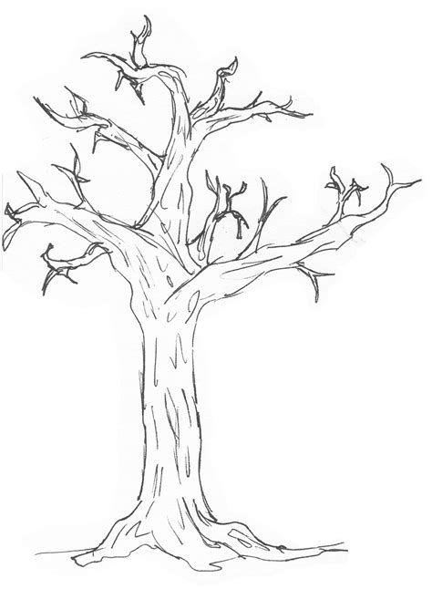 Pine Tree Branch Drawing Sketch Coloring Page