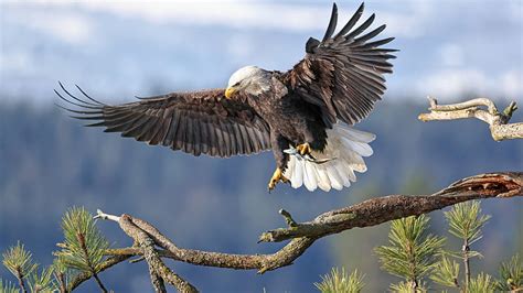 Bald Eagle Bird Of Prey With Open Wings In Blur Blue Sky Background Birds, HD wallpaper | Peakpx