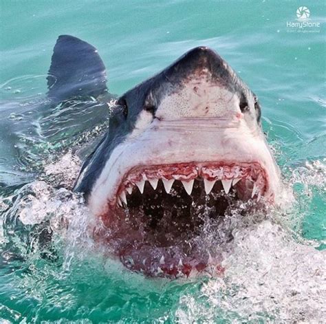 Más de 25 ideas increíbles sobre Baby great white shark en Pinterest ...