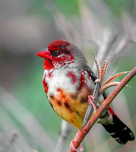 🔥 Strawberry finch : r/NatureIsFuckingLit