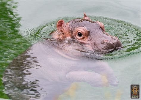 Meet the Dallas Zoo’s Cute New Baby Hippo on Saturday #LocalNews #News The Zoo, Zoo Animals ...