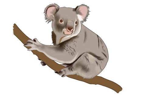 Koala Drawing