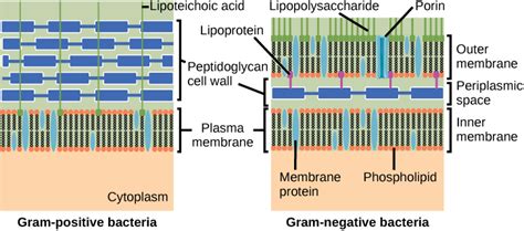 Difference Between Gram Positive and Gram Negative Cell Wall | Compare the Difference Between ...