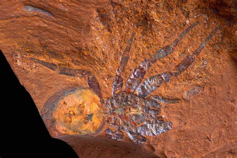 Spider fossil sheds light on Australia’s ancient rainforest ecosystem ...