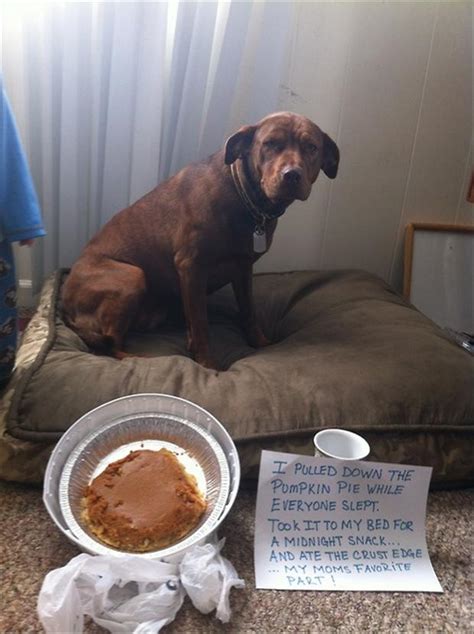 Sharing Funny dog shaming (30 pics) Love ~ I Love Funny Animal - Sweet Funny Animal Photo of the Day