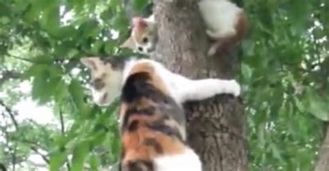 Mother Cat Tries to Rescue Her Kitten Out of a Tree - We Love Cats and Kittens