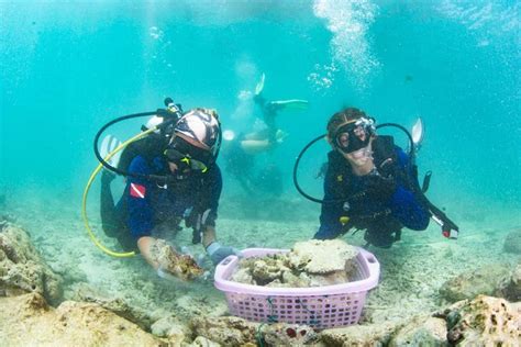 Foreign divers volunteer for Maya Bay coral restoration project