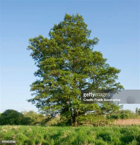 500 Black Alder Tree Stock Photos, High-Res Pictures, and Images ...