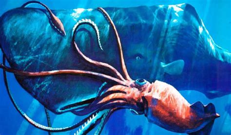 Top 10 Colossal Squid Characteristics that Have Helped It Survive - Mysterious Monsters