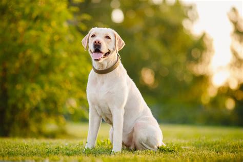 Breed Spotlight: All About the Labrador Retriever - Animal Care Center