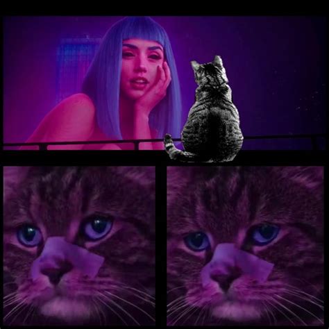 Lonely Kitty | You Look Lonely | Know Your Meme