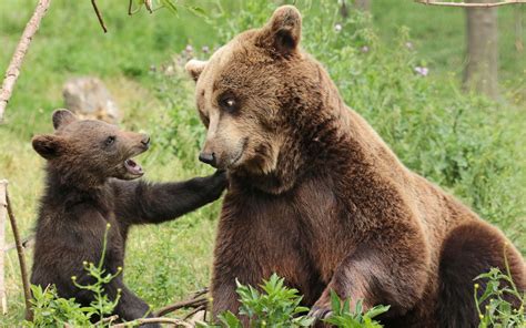 Two brown bears, animals, bears, cubs, baby animals HD wallpaper | Wallpaper Flare