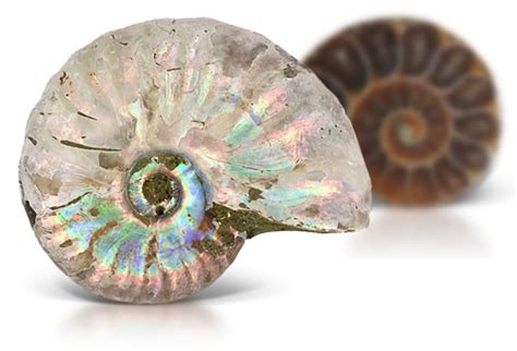 Ammonite Shell Gem Guide and Properties Chart | JTV.com