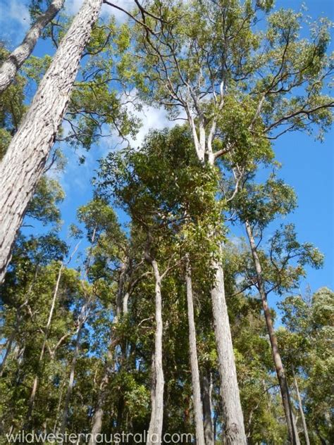 35 best Forest of Trees - Western Australia images on Pinterest