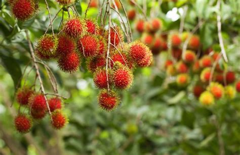 Rambutan fruit: the taste, seasonality, calories, and tree - Localise Asia