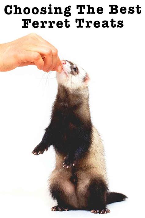 Treats For Ferrets - Finding The Best Ferret Treats For Your Pet