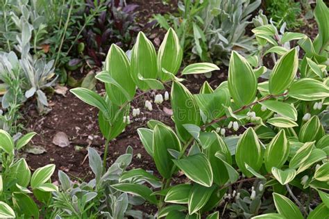 Solomon’s Seal Flowers. Asparagaceae Perennial Plants Stock Photo - Image of season, detail ...