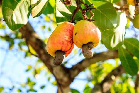 Growing Cashew Trees in Your Backyard