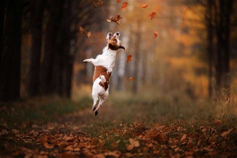 Cuidado de los animales de compañía en otoño | Fundación Affinity