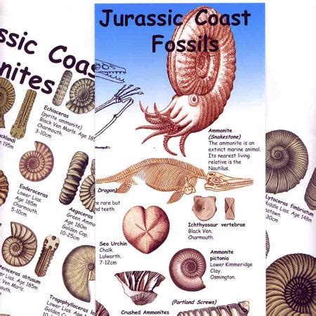 Jurassic Coast Fossils ID Chart – The Etches Collection Shop