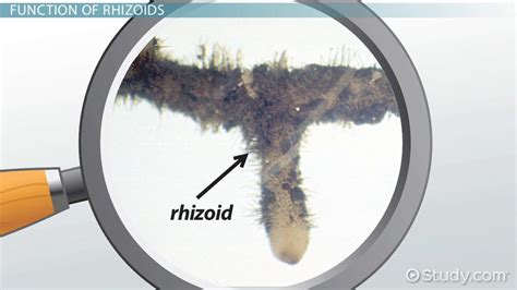 Rhizoids: Definition & Function - Video & Lesson Transcript | Study.com