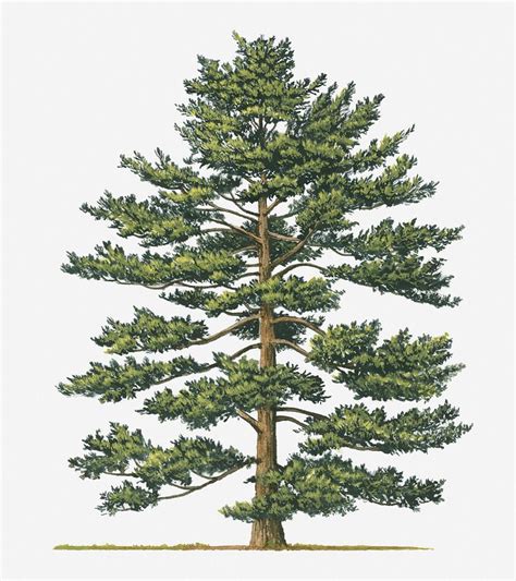 Vertical Digital Art - Illustration Of Pinus Parviflora (japanese White Pine) Evergreen Tree by ...