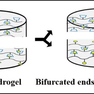 Application of self-healing hydrogel in wound healing. | Download ...