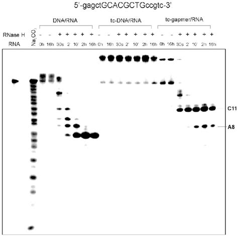 RNase H assay of a tc-DNA gap-18-mer of the sequence indicated in... | Download Scientific Diagram