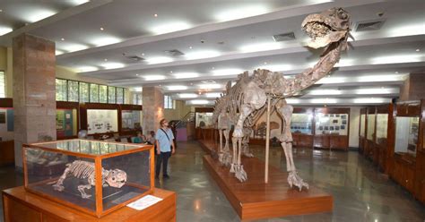 India’s invaluable dinosaur fossils lie neglected and forgotten in this ...