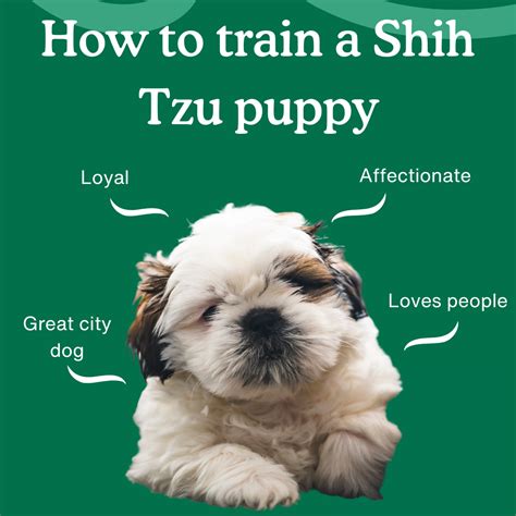 How to Train a Shih Tzu Puppy | Complete Training Guide