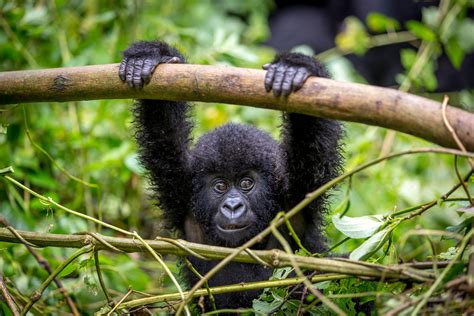 Africa's Endangered Gorillas Could Be In Serious Danger From The Coronavirus Because Tourists ...