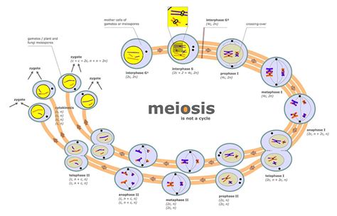 Difference Between Mitosis and Meiosis