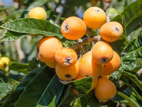 Loquat Not Blooming - Reasons Why A Loquat Tree Won't Flower