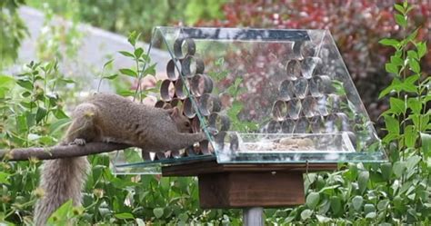 Homemade squirrel proof bird feeder (video tutorial) | Best Squirrel Proof Bird Feeders