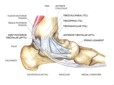 Sports Injury Bulletin - Anatomy - Uncommon injuries: the deltoid ligament